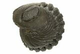 Wide, Enrolled Austerops Trilobite - Morocco #323240-1